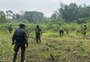 Sucumbíos_ Fuerzas Armadas encuentra plantación de coca en el Putumayo