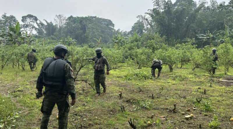 Sucumbíos_ Fuerzas Armadas encuentra plantación de coca en el Putumayo