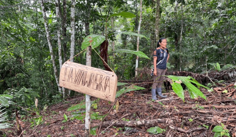 Cómplices de la Amazonía: mujeres kichwa de Ecuador se aventuran en la búsqueda de semillas para diversificar la selva
