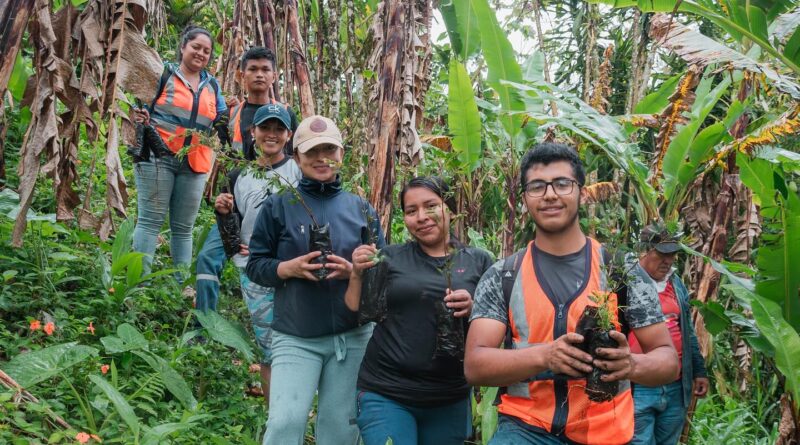 Pastaza (publinota) Se realizó la siembra de 250 plantas de Yutzu