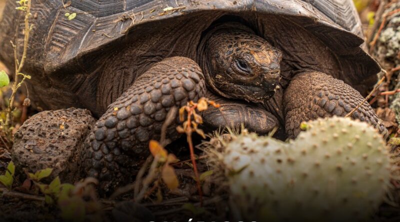 Ecuador: liberan 277 tortugas gigantes en Galápagos