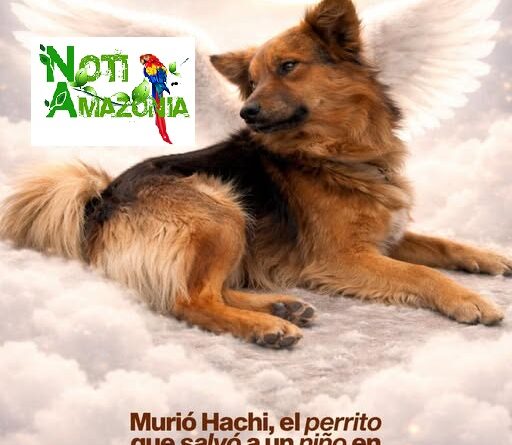 Ecuador: Muere atropellado el perrito Hachi que ayudo a un niño perdido en el cerro Puñay