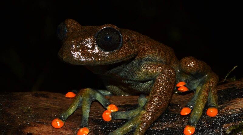 131 especies de anfibios y 52 de reptiles habitan la cuenca alta del río Napo