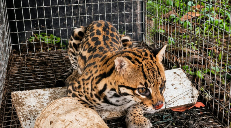 Ecuador: MAE y Policía rescatan a un ocelote que estaba en una vivienda en Santo Domingo de los Tsáchilas
